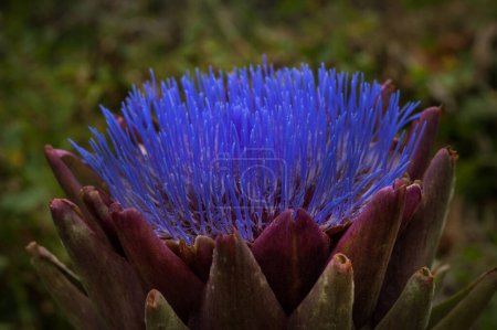Foto de Flor de alcachofa, flor en el jardín de la plantación - Imagen libre de derechos