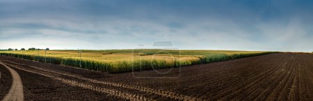 vista panorámica desde el rincón de tierra cultivable y parcelas de trigo maduro y cielo