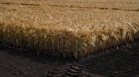 Ecke von reifem Weizen, Landschaft eines teilweise abgeernteten Weizenfeldes auf Ackerland