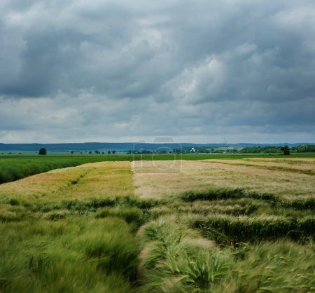 Agricultural field with various grain crops, standing ears of corn, excessive heaviness, dramatic sky before a storm