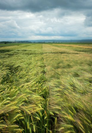 La frontière entre les deux champs avec des variétés de cultures céréalières, ciel orageux