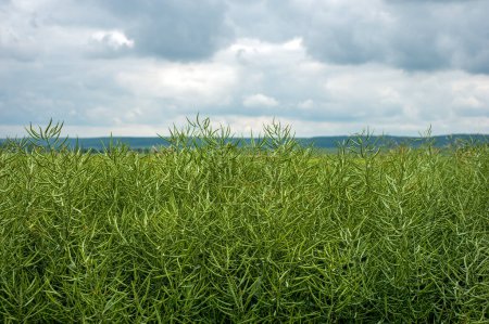 Téléchargez les photos : Un champ avec des gousses de colza vert, et le ciel avant un orage - en image libre de droit