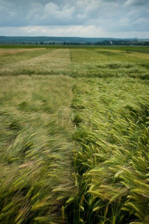 two fields with varieties of grain crops