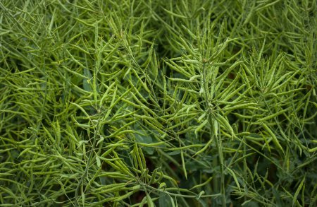 Foto de Rapeseed seed pods, close up Stems of rapeseed, Green Rapeseed field - Imagen libre de derechos