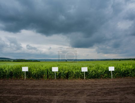 un campo de colza verde en espigas y un cielo con una nube antes de una tormenta, variedades en parcelas de demostración, tabletas en las que se puede escribir cualquier cosa