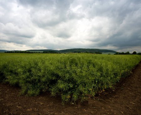 Foto de Un campo de colza verde en la esquina, vainas de maduración, nubes tormentosas y hermosas - Imagen libre de derechos
