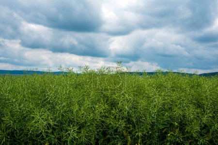 Foto de Un campo de colza verde, vainas de maduración, nubes tormentosas y hermosas - Imagen libre de derechos