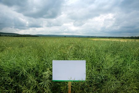 Téléchargez les photos : Colza d'hiver, signes, colza vert dans des gousses de graines mûrissant dans un champ avec des nuages orageux - en image libre de droit