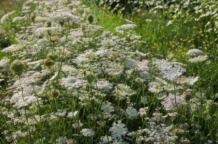 Carottes sauvages, fleurs blanches et inflorescences avec graines sur un fond clair, grappe dans une prairie, Daucus carota
