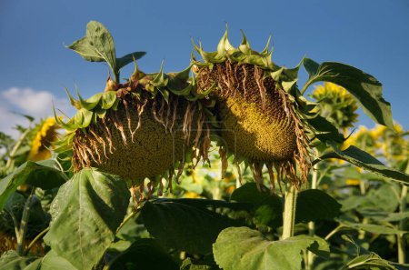Zwei gebogene Sonnenblumenköpfe reifen heran. Fast fertig zur Montage