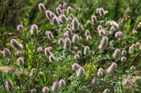 Trifolium arvense, comúnmente conocido como trébol de pie de liebre, trébol de pie de conejo, trébol de piedra o trébol de campo antiguo, es una planta con flores en la familia Fabaceae.