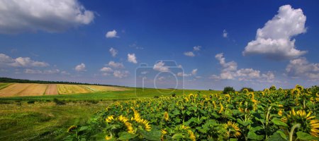 Panoramic view at sunflower field and rural landscapes in the distance, beautiful sky