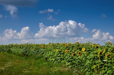 Campo de girasol y paisajes rurales y hermoso cielo con nubes
