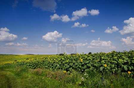 Panoramic view at rural landscapes, sunflower field and beautiful sky