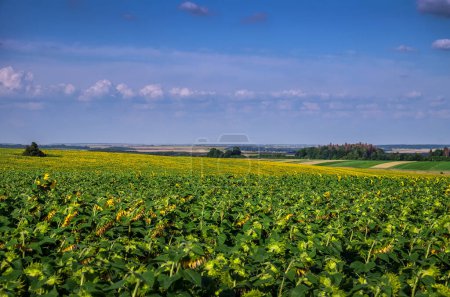 Sonnenblumenfeld, landwirtschaftliche Panorama-Landschaft im Sommer, Reifung