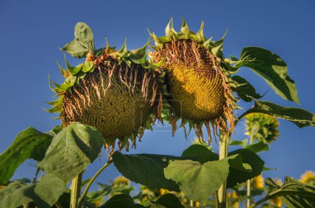 two sunflower heads that ripen in late summer, on blue sky background