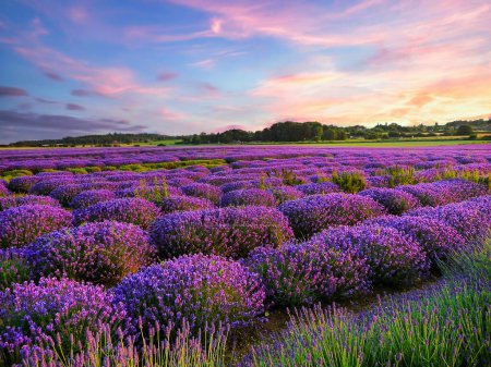Photo for Lavender fields in the summer, United Kingdom. - Royalty Free Image