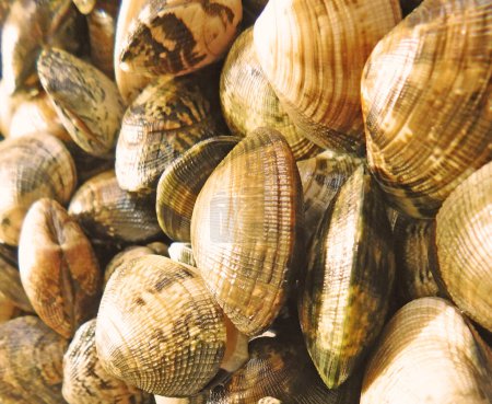 Photo for Clams texture in the market - Royalty Free Image