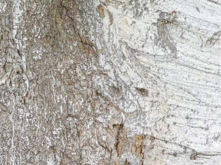 Foto de Primer plano textura del tronco del árbol - Imagen libre de derechos