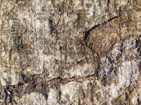 Photo for Stone Texture In The Garden for background - Royalty Free Image