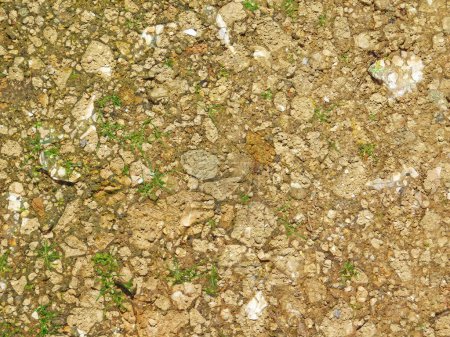 Téléchargez les photos : Texture du sol dans le jardin vue de dessus - en image libre de droit