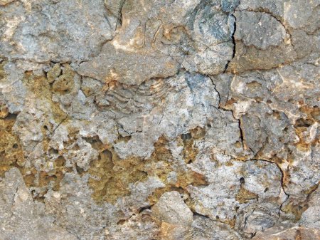 Photo for Stone texture outdoors in garden, close up view - Royalty Free Image