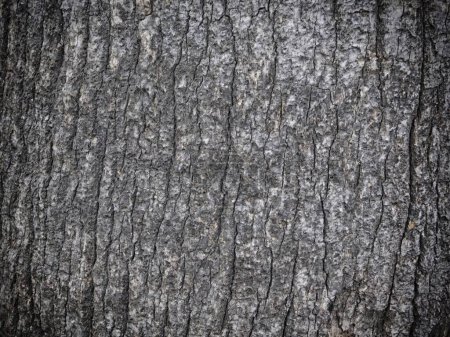 Photo for Dark Wood Texture In The Garden for background - Royalty Free Image