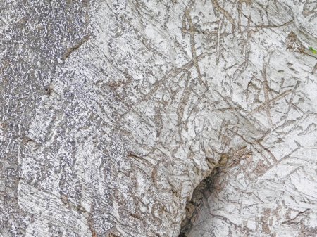 Photo for Close up Texture Of Tree Trunk - Royalty Free Image