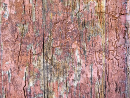 Photo for Wood Texture Outdoors In The Garden for background - Royalty Free Image