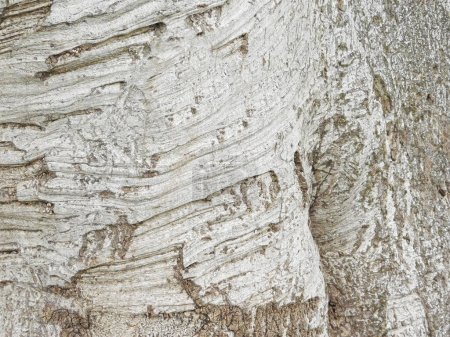 Téléchargez les photos : Fermer la texture du tronc d'arbre - en image libre de droit