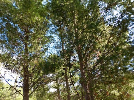 Téléchargez les photos : Pins verts avec ciel bleu - en image libre de droit