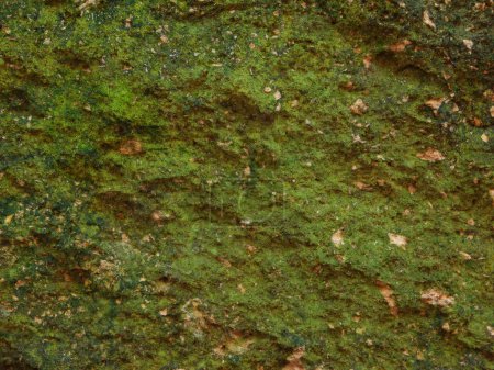 Téléchargez les photos : Plan rapproché de la texture de pierre verte pour le fond - en image libre de droit