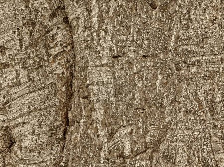 Photo for Brown Wood Texture for background - Royalty Free Image