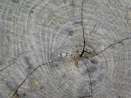 Foto de Primer plano textura del tronco del árbol - Imagen libre de derechos
