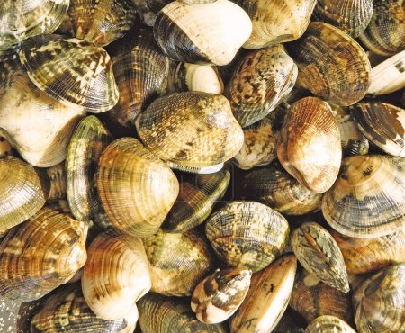 Photo for Clams texture in the market - Royalty Free Image