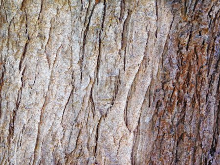 Photo for Old wood texture for background - Royalty Free Image