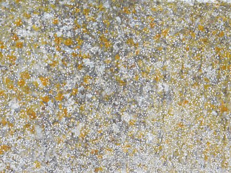 Téléchargez les photos : Texture de pierre dans le jardin pour le fond - en image libre de droit