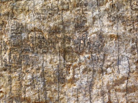 Photo for Texture of a bark of a tree, close - up. - Royalty Free Image