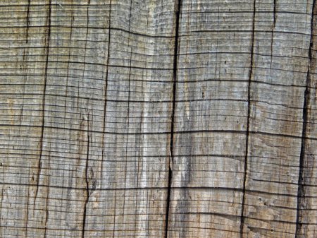 Foto de Textura de madera al aire libre en el jardín para el fondo - Imagen libre de derechos