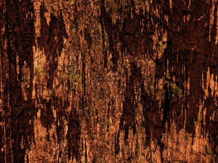Photo for Dark Brown Wood Texture for background - Royalty Free Image