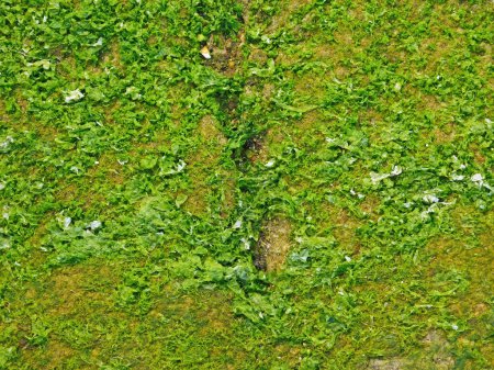 Foto de Textura de algas marinas en las piedras del mar - Imagen libre de derechos