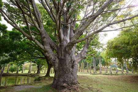 Téléchargez les photos : Beautiful Baobab tree in the landscape of Martinique island. French West Indies. - en image libre de droit