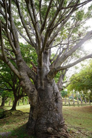 Téléchargez les photos : Beautiful Baobab tree in the landscape of Martinique island. French West Indies. - en image libre de droit