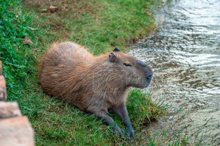 Téléchargez les photos : Le plus grand rongeur du monde Capybara dans la nature. - en image libre de droit