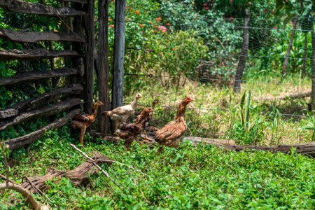 Photo for Hens in a run in a farm yard. - Royalty Free Image