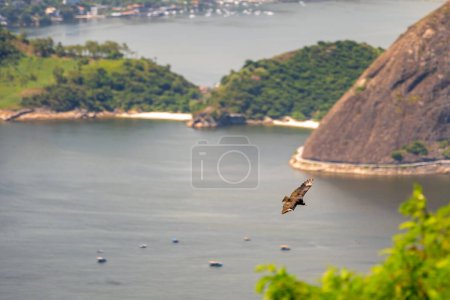 Foto de Cóndor volando junto a una roca sobre el océano. Brasil. Río de Janeiro - Imagen libre de derechos