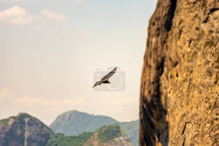 Foto de Cóndor volando junto a una roca sobre el océano. Brasil. Río de Janeiro - Imagen libre de derechos