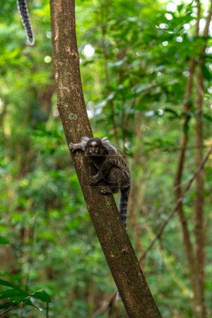 Foto de Mono Marmoset en un árbol en la naturaleza. Foto de alta calidad - Imagen libre de derechos