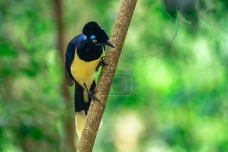 Photo for Cyanocorax on a tree in the jungle. High quality photo - Royalty Free Image