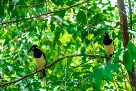 Photo for Crested jay on a tree in the forest. - Royalty Free Image